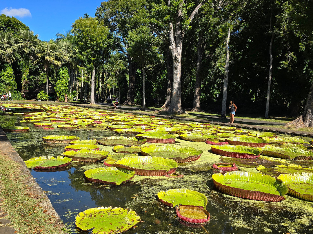 ASHLEY TAXI GUIDE MAURITIUS-Centre de Flacq必去景点