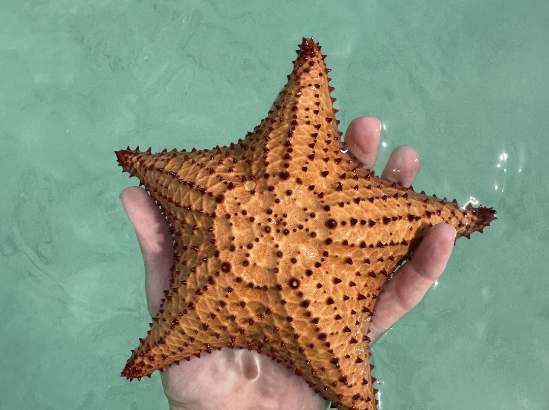 Capt. Kid & Son Charters-Spanish Wells必去景点