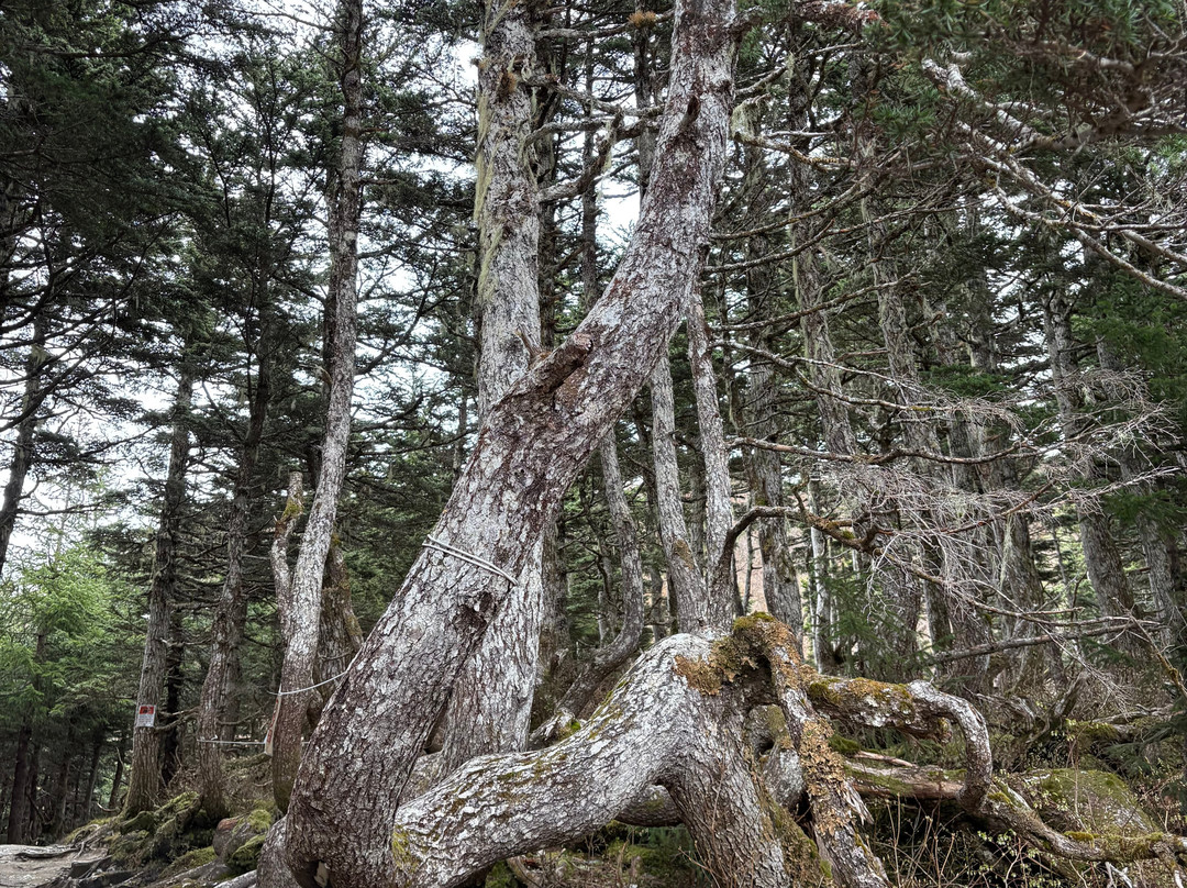 Mount Roberts Trail-朱诺必去景点