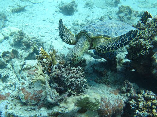 Emperor Divers-马萨阿拉姆必去景点