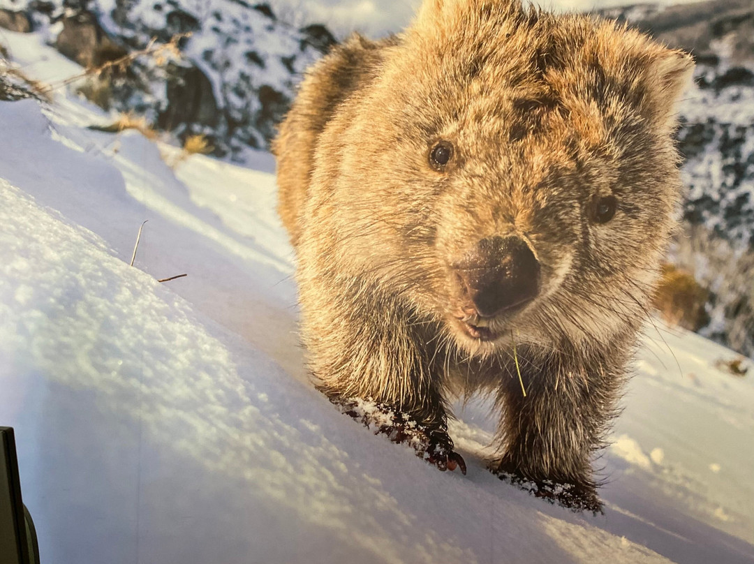 Cooma Visitors Centre-Cooma必去景点