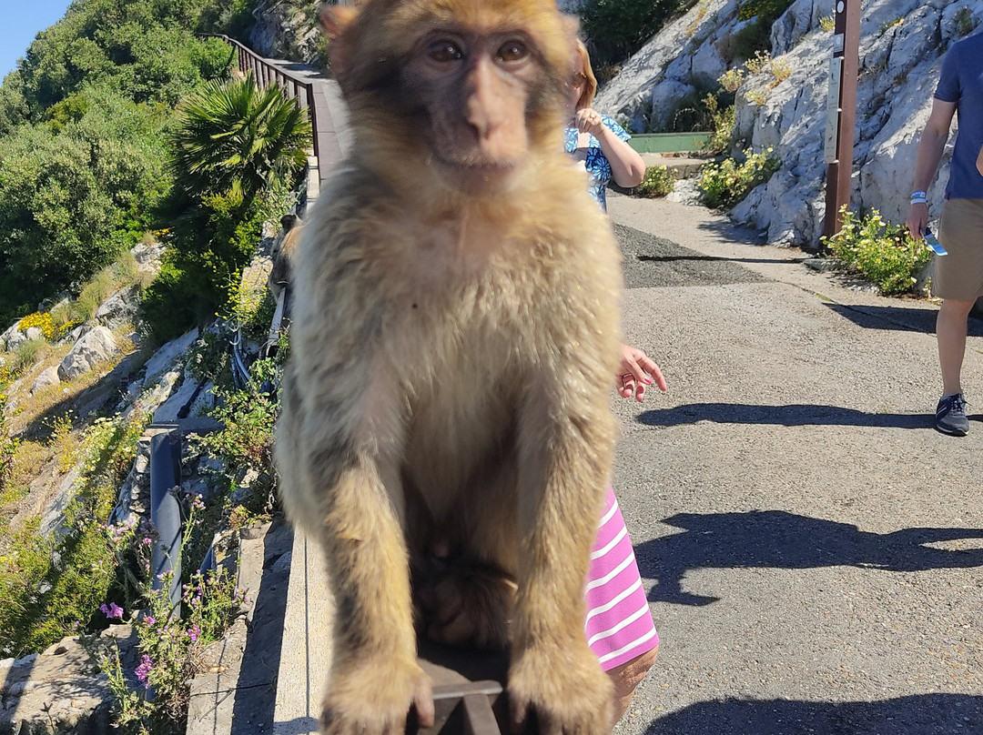 Gibraltar Taxi Association-直布罗陀必去景点
