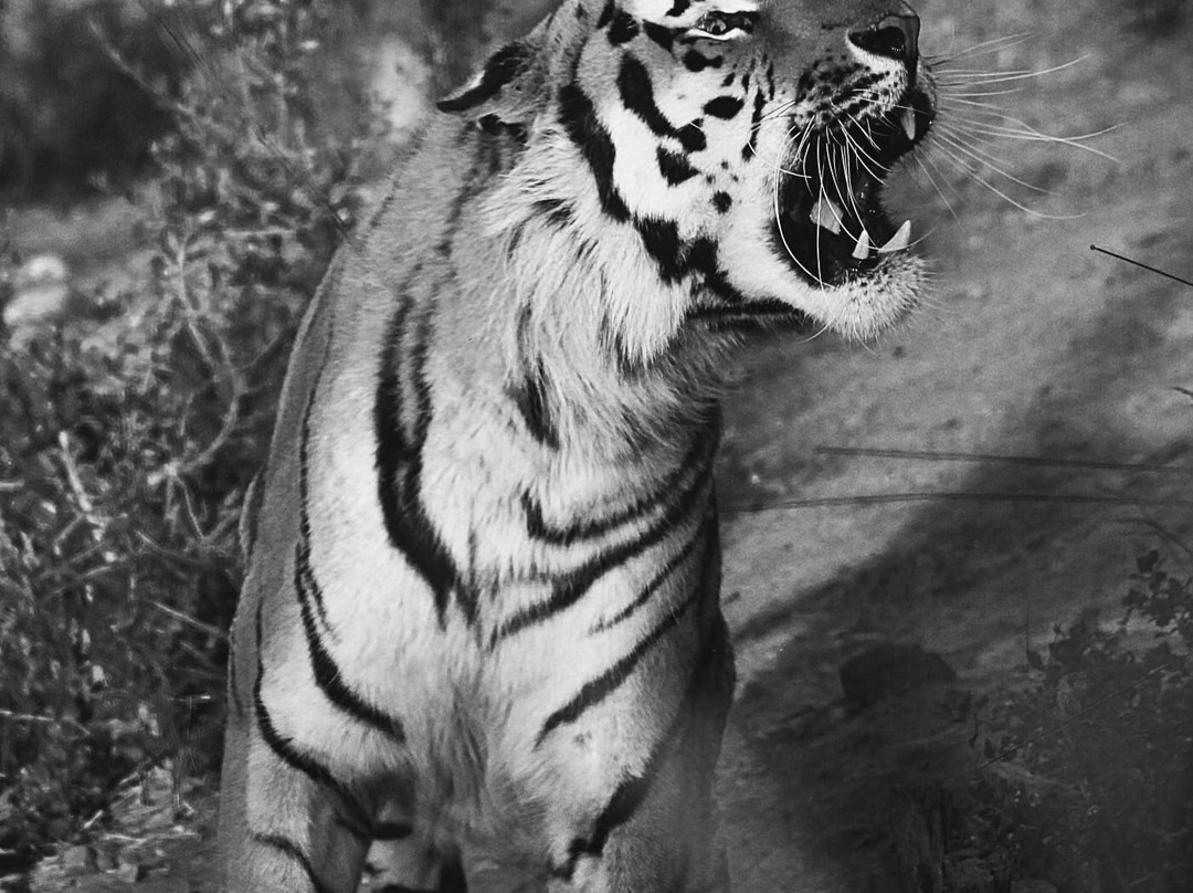 EcoZonia - Parc Animalier景点图片