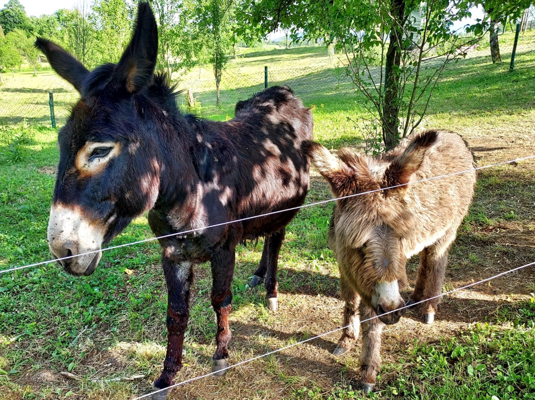 Wild Spring Ranch景点图片