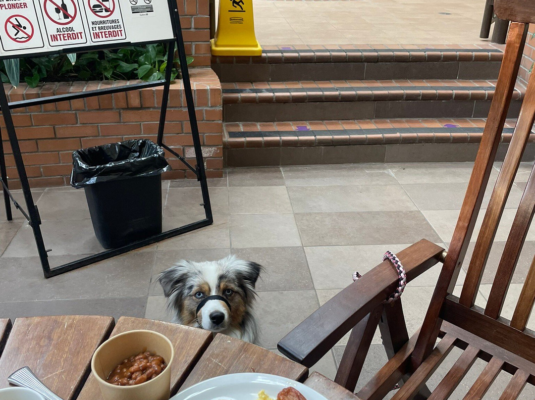 Hôtel L'oie Des Neiges主图