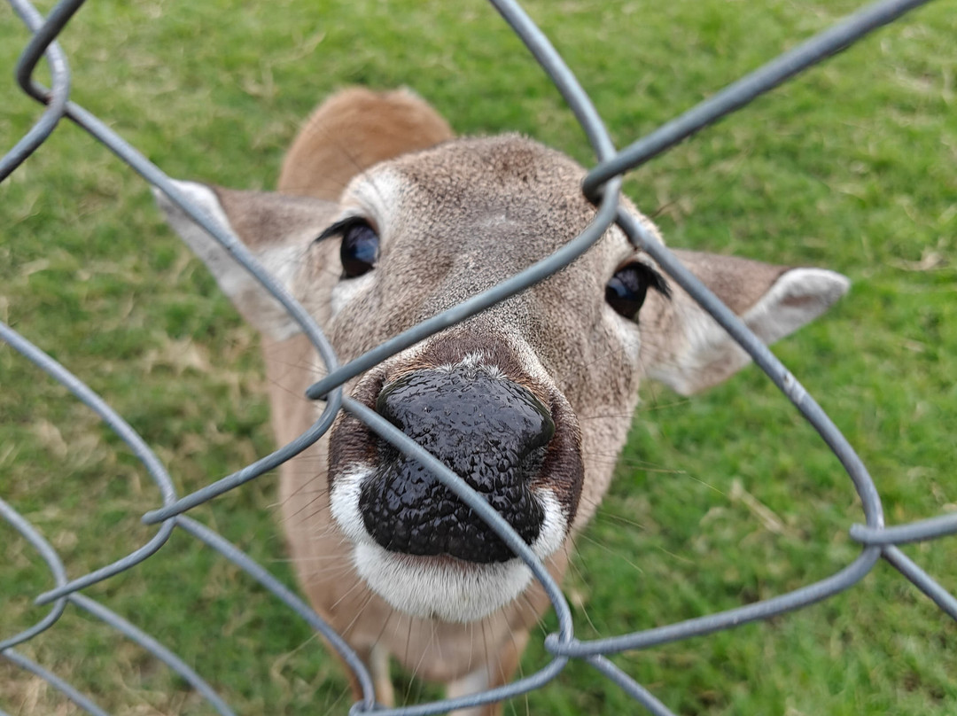 Granja Animalia景点图片