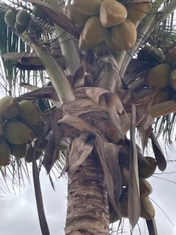 博阿维斯塔酒店住宿-博阿维斯塔皇家十日谈酒店