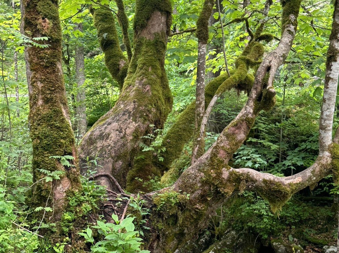 Zauberwald am Hintersee-拉姆绍必去景点
