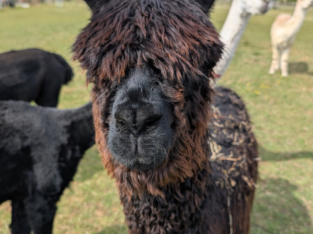 Cotswold Vale Alpacas-伊夫舍姆必去景点