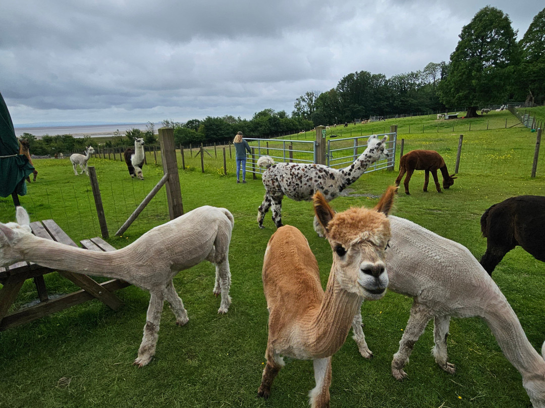 Bardsea Alpacas And Llamas景点图片