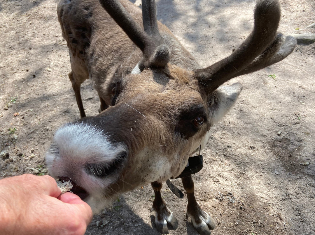 Nuuksio Reindeer Park-埃斯波必去景点