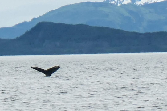 Alaska Fjordlines-朱诺必去景点