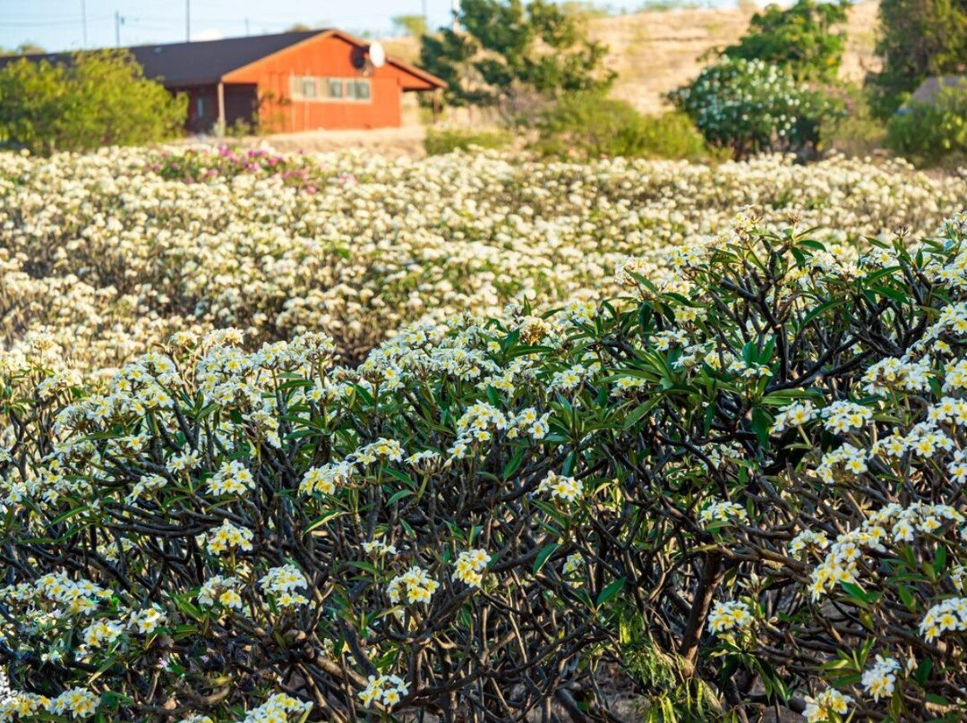 Molokai Plumerias-考纳卡卡伊必去景点