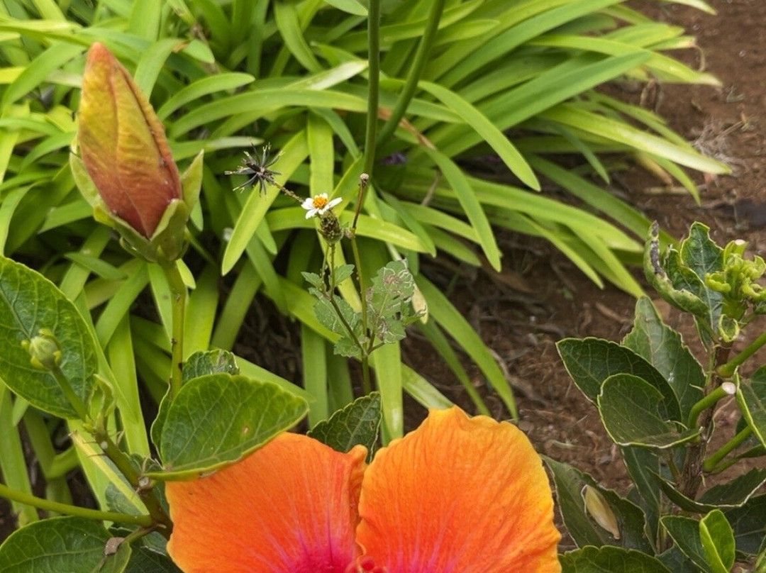 Kula Country Farms-库拉必去景点