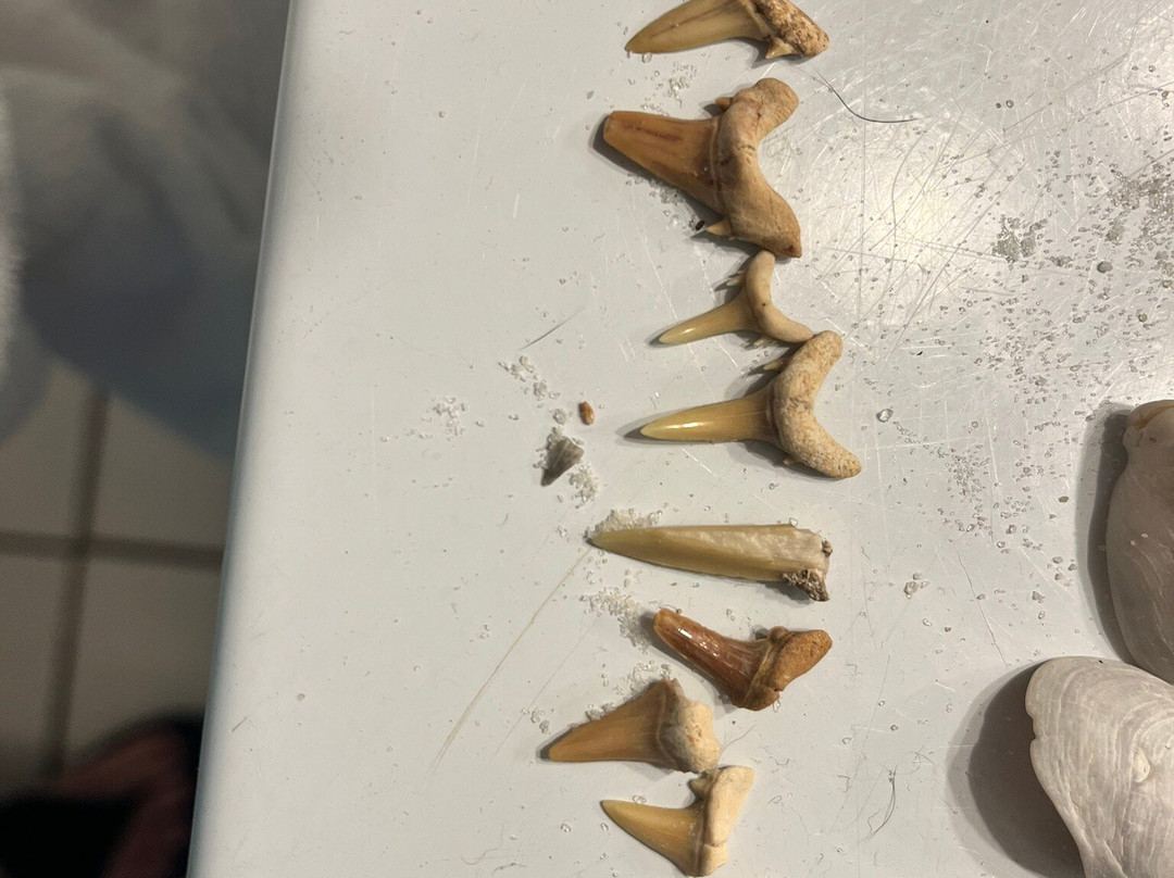 Navarre Beach Sea Turtle Conservation Center-纳瓦拉必去景点