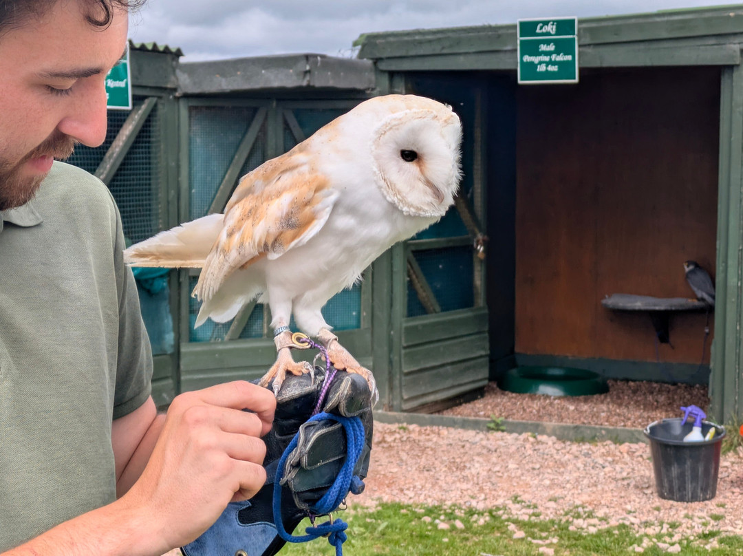 Devon Bird of Prey Centre-牛顿阿伯里必去景点