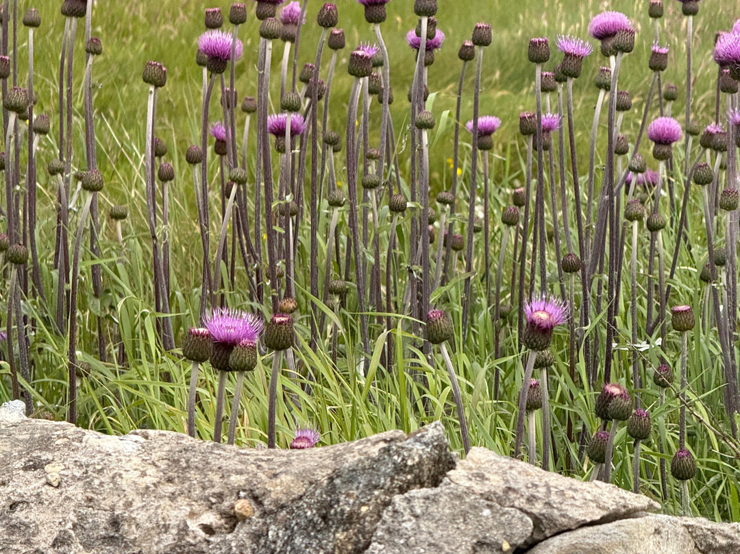 Shetland Wool Adventures-Lerwick必去景点