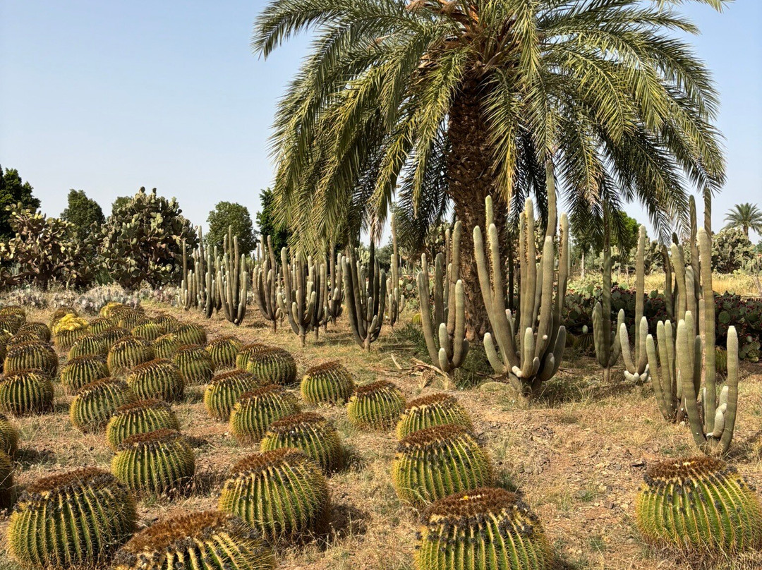 Cactus Thiemann-马拉喀什必去景点