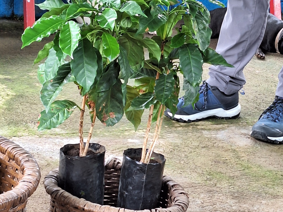 Cafe Los Volcanes-San Pedro de Poas必去景点