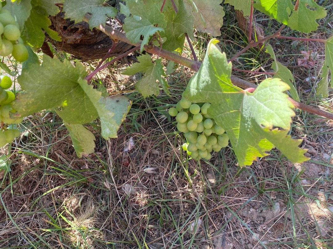 Petrakopoulos Wines-凯法利尼亚岛必去景点