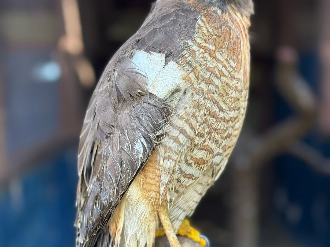 Aquario Natural-博尼图必去景点