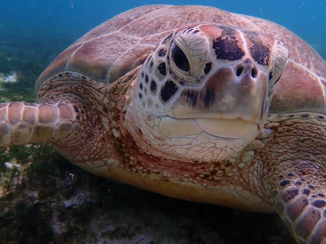 Prodivers Maldives-古丽都岛必去景点