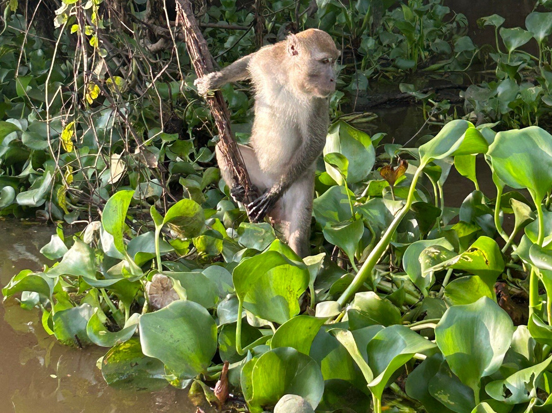 Sukau River Homestay主图