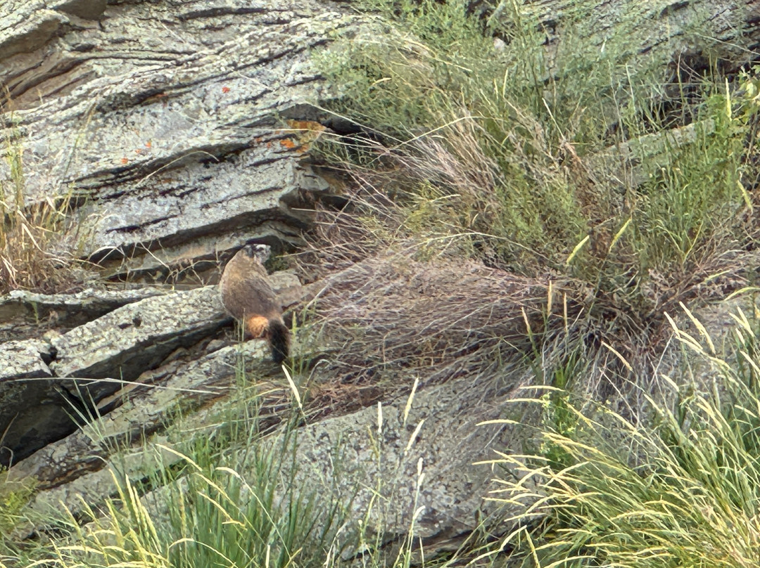 First Peoples Buffalo Jump State Park-Ulm必去景点