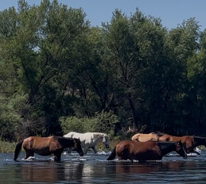 Saguaro Lake Guest Ranch-梅萨必去景点