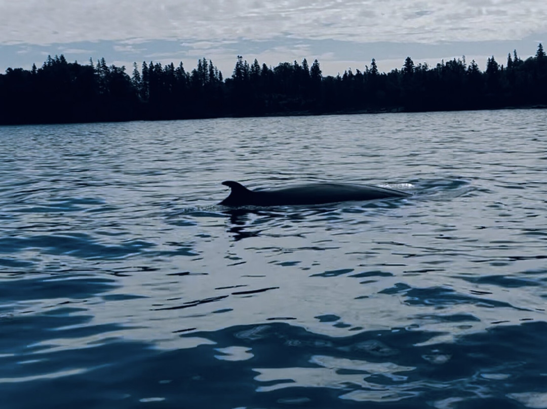 Island Quest Marine-Saint Andrews必去景点