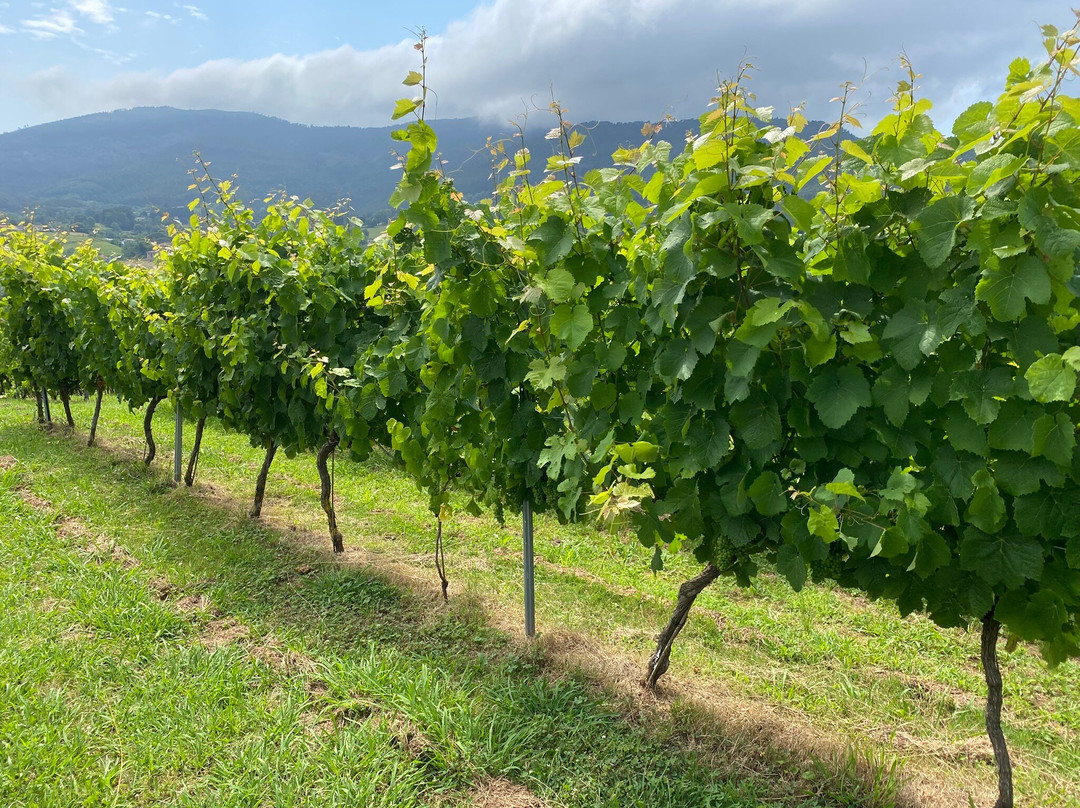 Txakolingunea-巴基奥必去景点