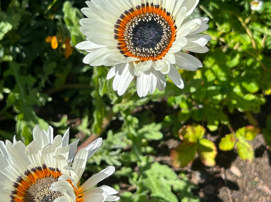 Inverness Botanic Gardens-因弗内斯必去景点