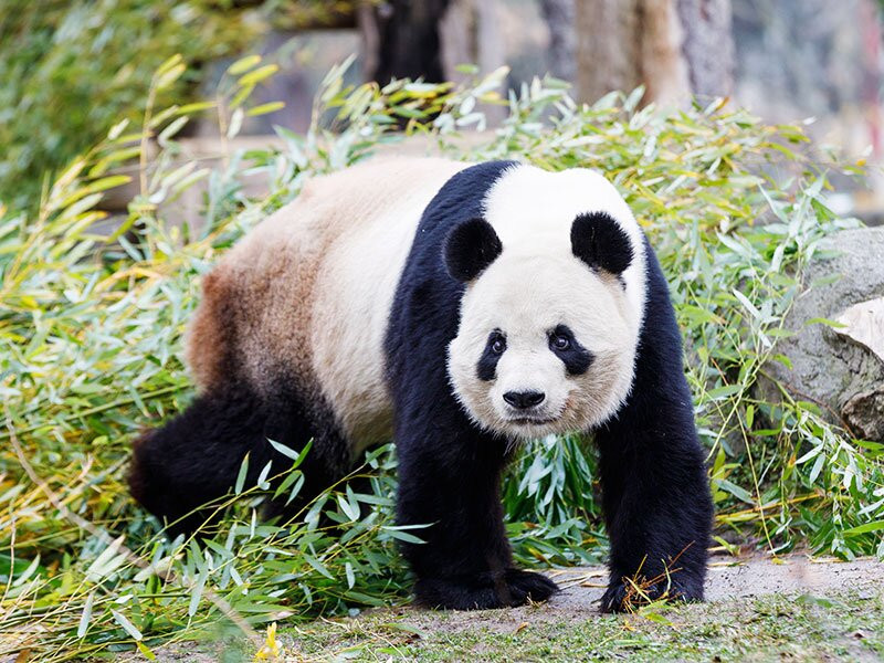 Kolmården Zoo-Kolmarden必去景点