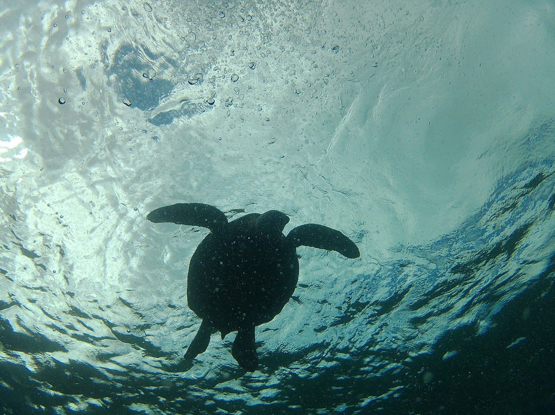 Shoreline Snuba-普卡兰尼必去景点