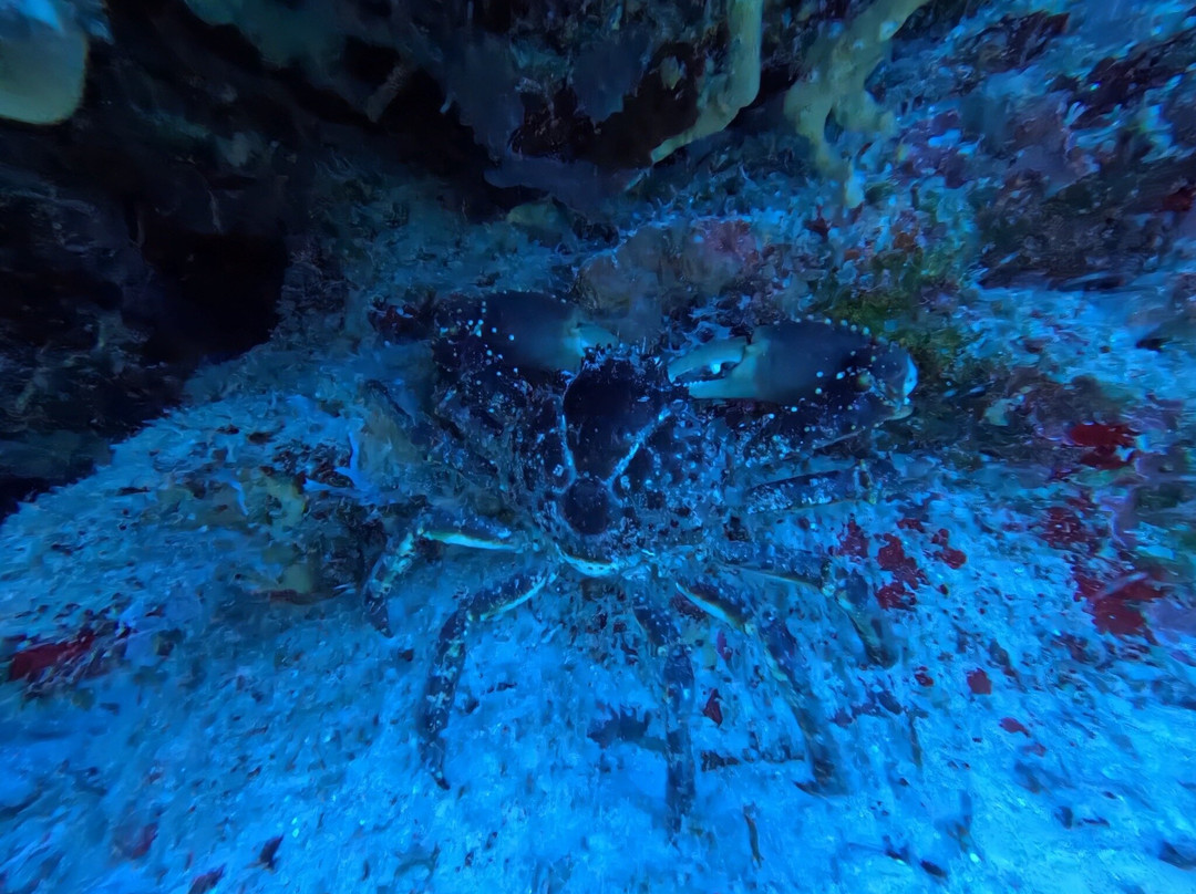 Dive With M.E. Cozumel-San Miguel de Cozumel必去景点