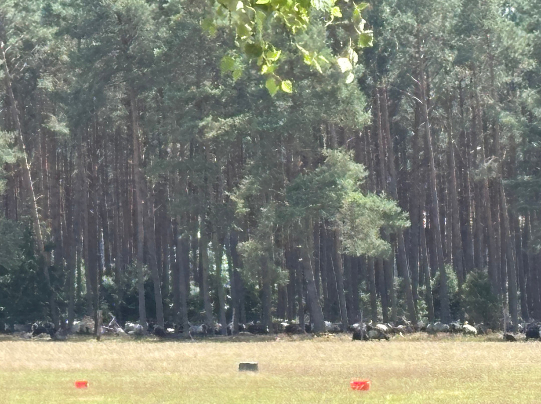 Lüeneburger Heide-吕讷堡必去景点