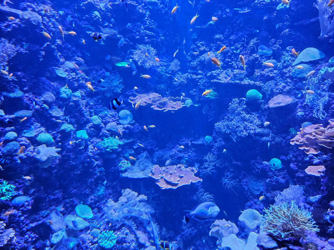 The National Aquarium Abu Dhabi-阿布扎比必去景点