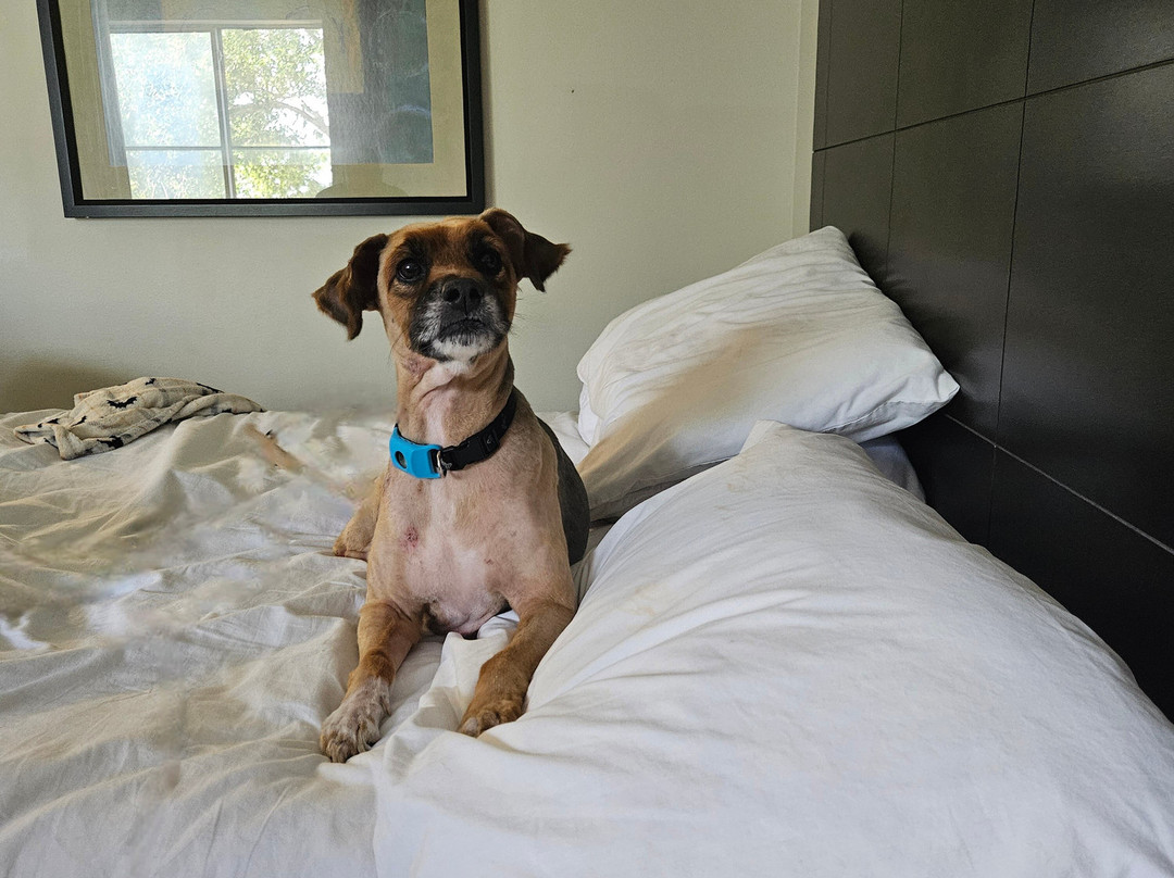 La Quinta Inn & Suites by Wyndham Melbourne Viera主图