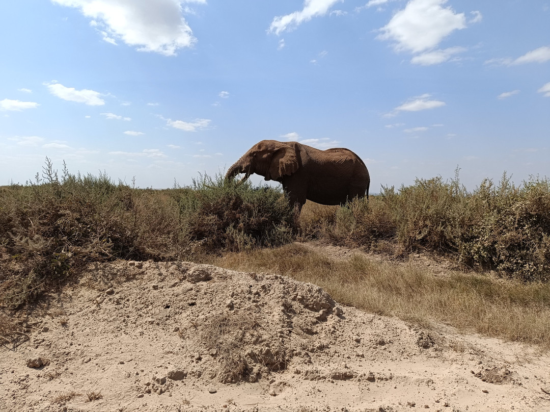 All Seasons Safaris & Tours - Day Tours-内罗毕必去景点