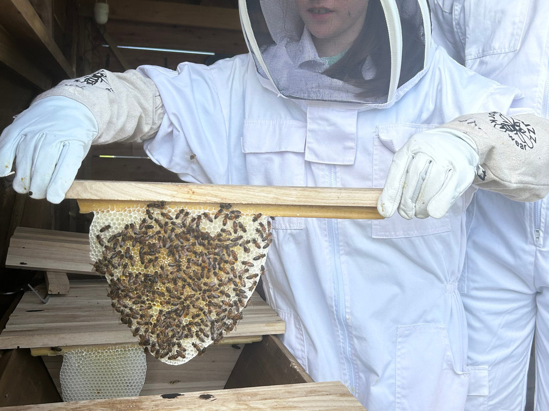 Main's Apiaries-丹弗姆林必去景点