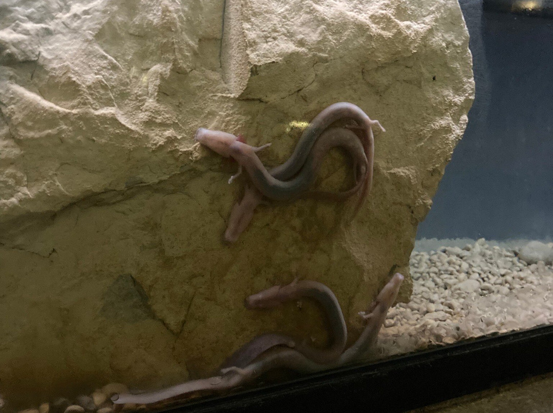 Grotte De Choranche-Choranche必去景点