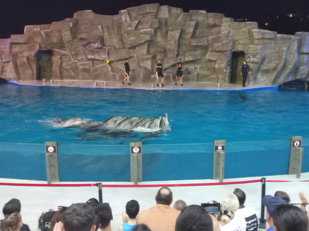 Batumi Dolphinarium-巴统必去景点