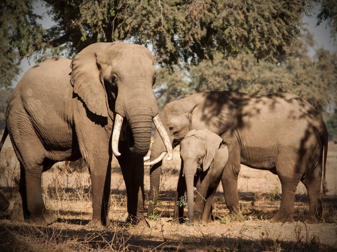 Jekwe Tours & Safaris-卡里巴必去景点
