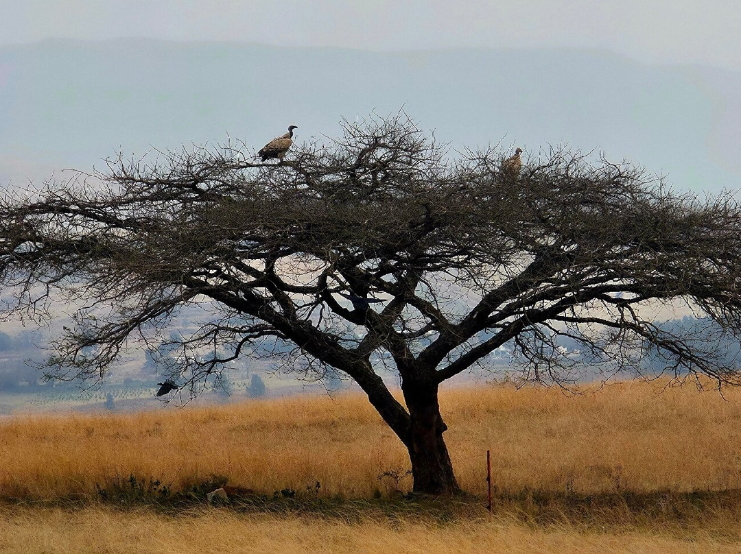 Drakensberg Scootours-Cathkin Park必去景点