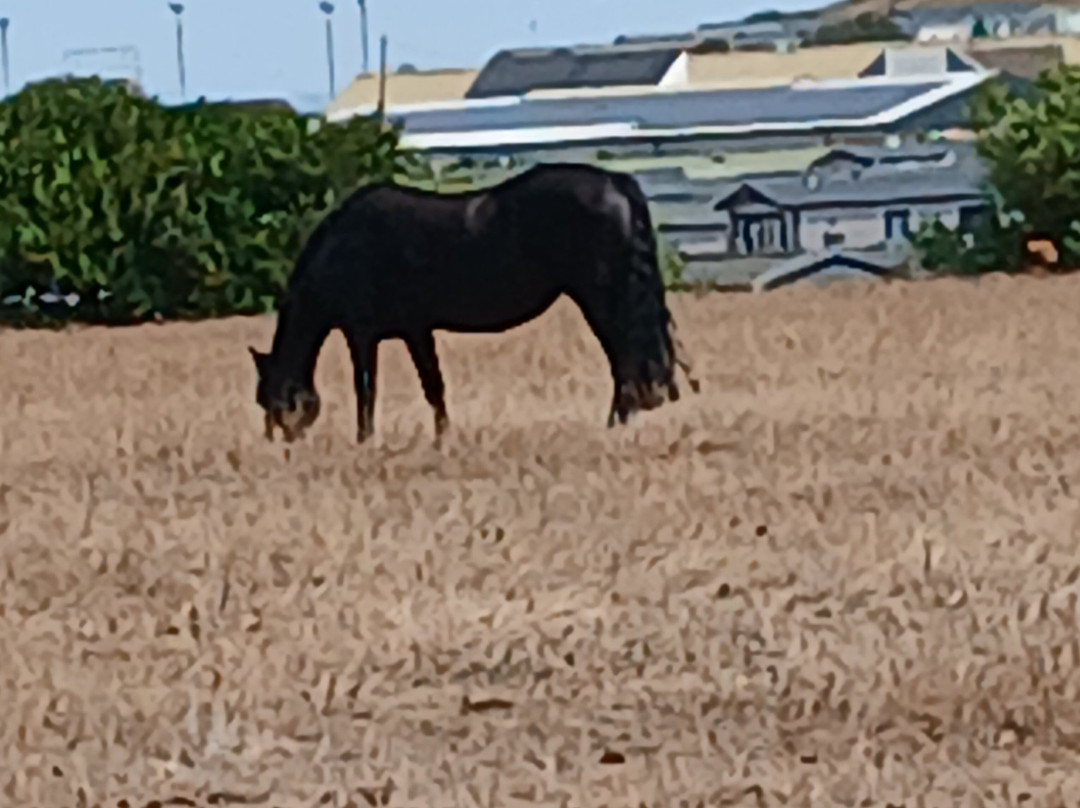 Doniford Farm Park-Watchet必去景点