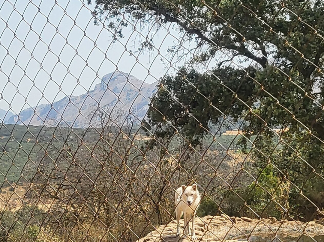 Lobo Park-安特克拉必去景点
