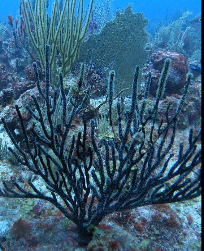 Paradise Scuba & Snorkeling Center-La Parguera必去景点