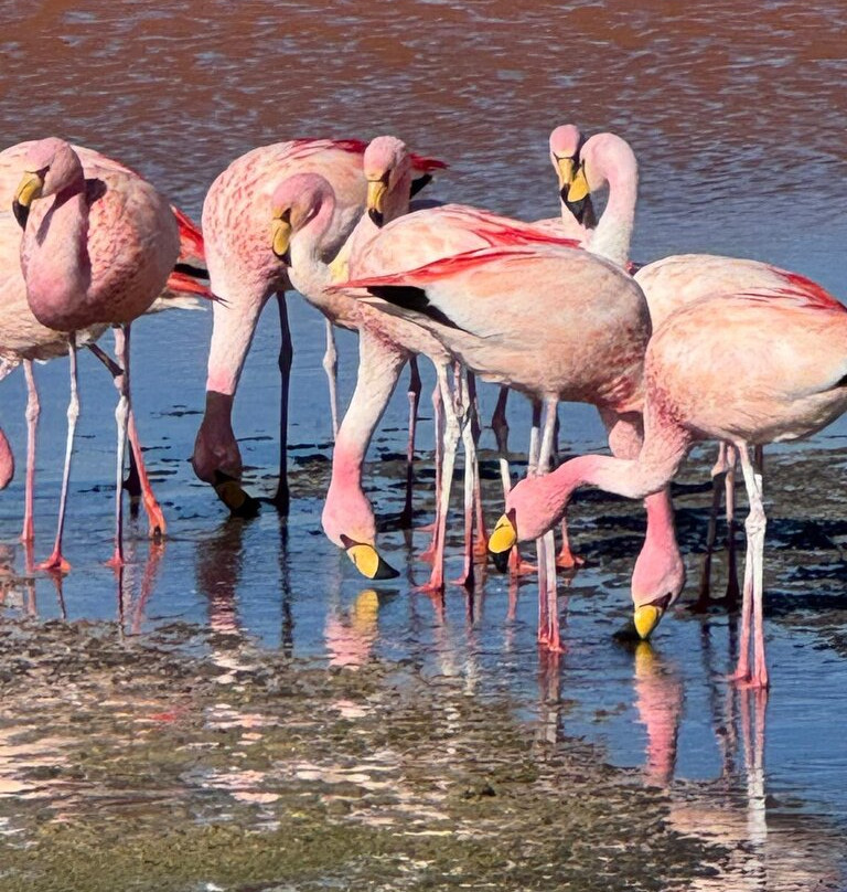 Andes Salt Expeditions Tour Operator-乌尤尼必去景点