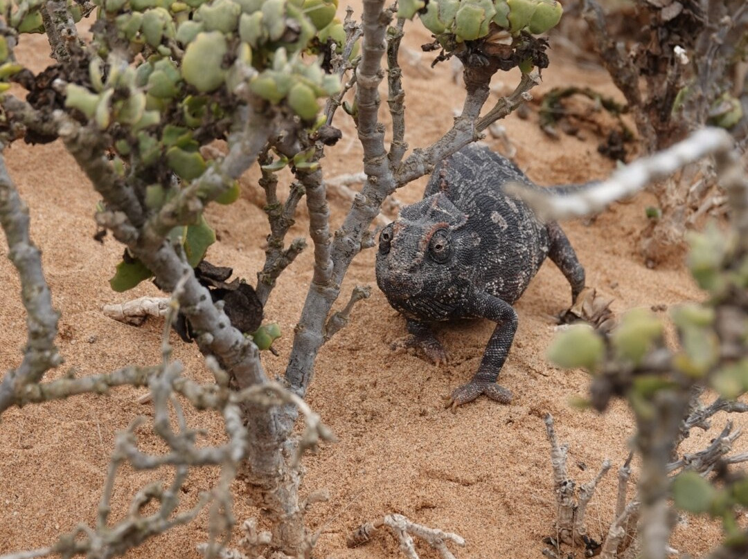 Tommy's Tours and Safaris-斯瓦科普蒙德必去景点