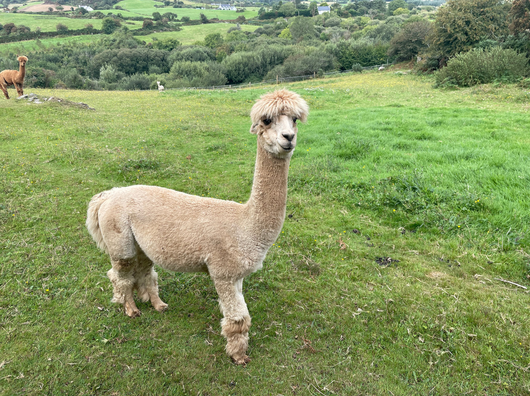 Waterfall Alpaca Farm-Drimoleague必去景点
